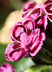 Image showing Close-up of carnation or pink