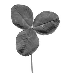 Image showing Shamrock