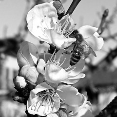 Image showing Bee fetching nectar from flower