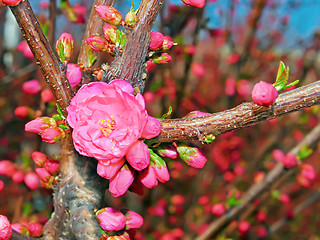 Image showing Flowering spring tree