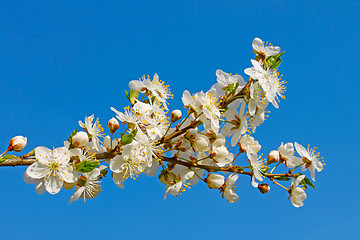 Image showing Flowering cherry twig