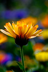 Image showing Calendula officinalis