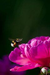 Image showing Pink peaony with bumble bee