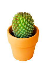 Image showing Cactus isolated