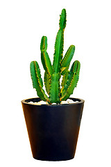 Image showing Big cactus