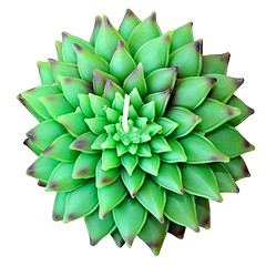 Image showing Green lotus isolated
