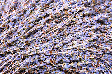Image showing Lavender pattern