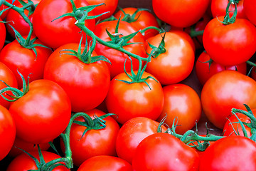 Image showing Tomato