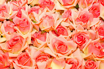 Image showing Roses background