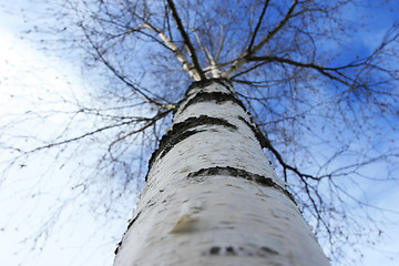 Image showing Tall Tree