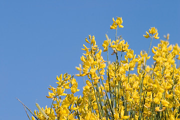 Image showing Blue & Yellow