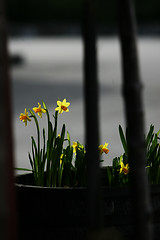 Image showing Easter Flowers