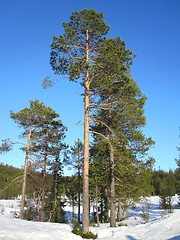 Image showing Old pines