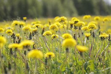 Image showing Dandelions