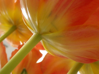 Image showing Tulips