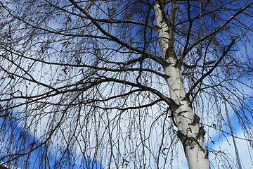 Image showing Winter tree