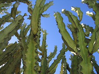 Image showing cactus-huge