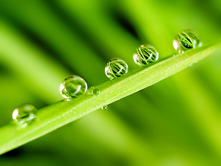 Image showing Dew.