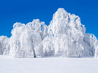 Image showing Snowy forest.