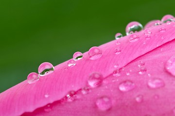 Image showing Waterdrops on the pink tulip's bud