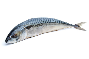 Image showing Single fresh mackerel fish