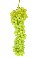 Image showing Bunch of green seedless grapes