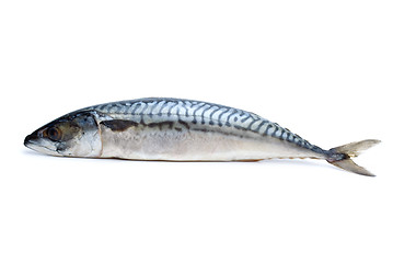 Image showing Single fresh mackerel fish