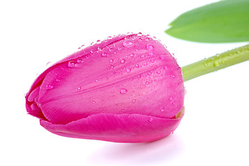 Image showing Pink tulip bud with drops of water