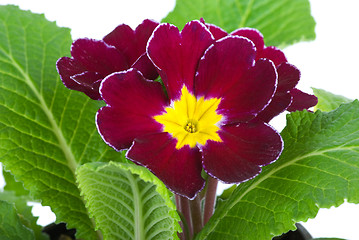 Image showing Primrose flower