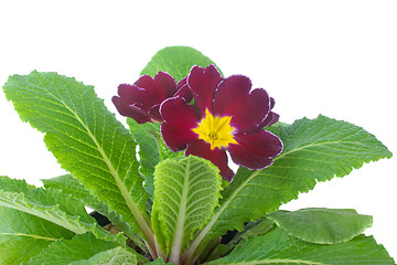 Image showing Primrose flowers