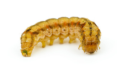 Image showing Brown caterpillar