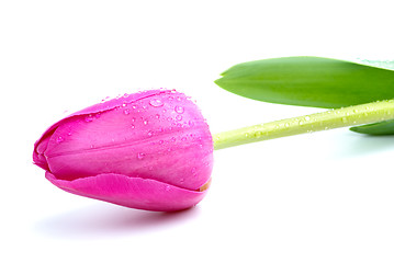 Image showing Unblown pink tulip with drops of water