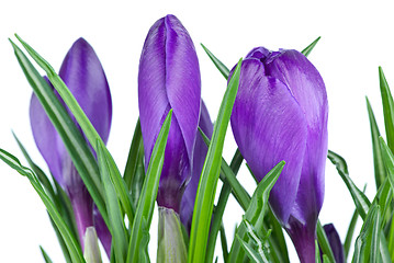 Image showing Violet crocus buds