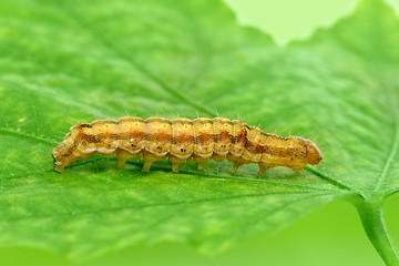 Image showing Caterpillar crawling over green leaf