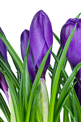 Image showing Violet crocus flowers