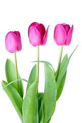 Image showing Three pink tulips 