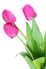 Image showing Pink tulips