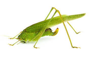 Image showing Big green grasshopper (Tettigonia viridissima)