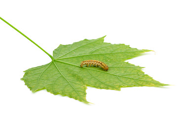 Image showing Caterpillar crawling over green leaf