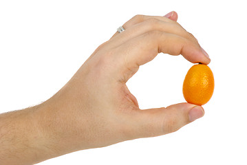 Image showing Kumquat fruit in hand