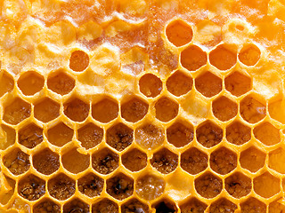 Image showing Honeycomb.