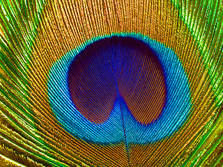 Image showing Peacock feather.