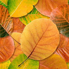 Image showing Fall leaf seamless background.