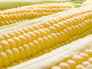 Image showing Corn.