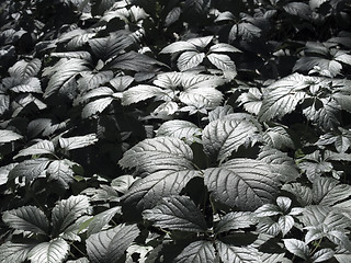 Image showing Dark green plants.