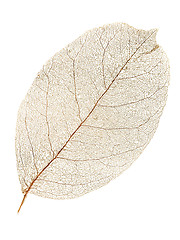 Image showing Dry leaf.