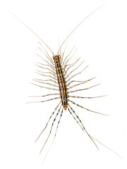 Image showing House centipede (Scutigera coleoptrata).