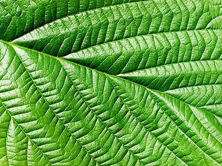 Image showing Green leaf.