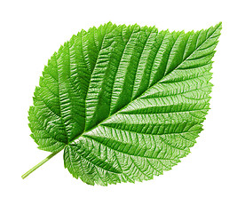 Image showing Green leaf.