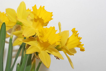 Image showing daffodil gathering